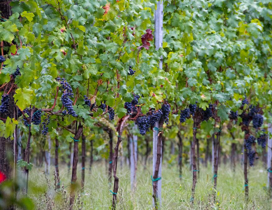 IMG_4502 copy.jpg - Grapes